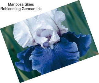 Mariposa Skies Reblooming German Iris