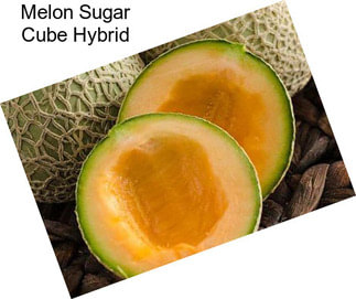 Melon Sugar Cube Hybrid