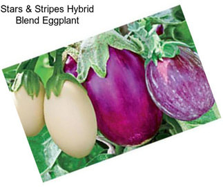 Stars & Stripes Hybrid Blend Eggplant