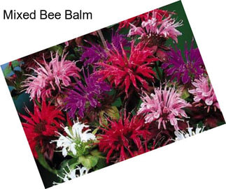 Mixed Bee Balm