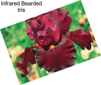 Infrared Bearded Iris