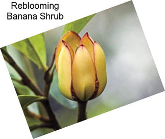 Reblooming Banana Shrub