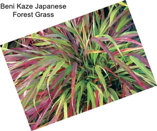 Beni Kaze Japanese Forest Grass