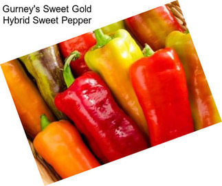 Gurney\'s Sweet Gold Hybrid Sweet Pepper