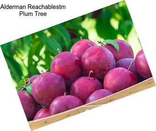 Alderman Reachablestm Plum Tree