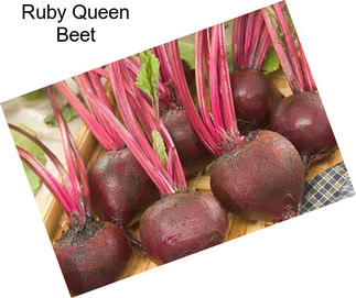 Ruby Queen Beet