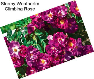 Stormy Weathertm Climbing Rose