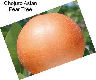 Chojuro Asian Pear Tree