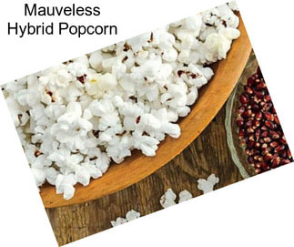 Mauveless Hybrid Popcorn