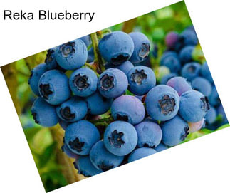 Reka Blueberry