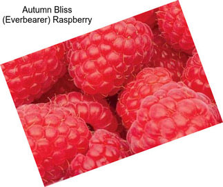 Autumn Bliss (Everbearer) Raspberry