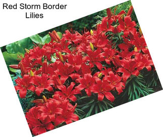 Red Storm Border Lilies