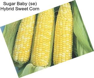 Sugar Baby (se) Hybrid Sweet Corn