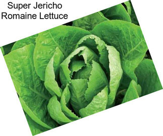 Super Jericho Romaine Lettuce