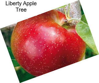 Liberty Apple Tree