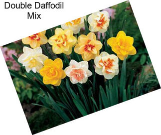 Double Daffodil Mix