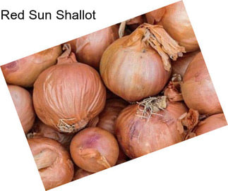 Red Sun Shallot