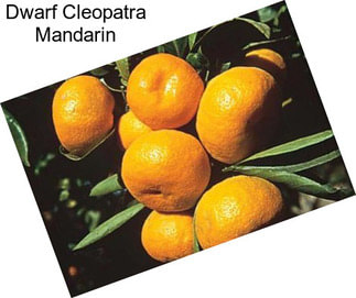 Dwarf Cleopatra Mandarin