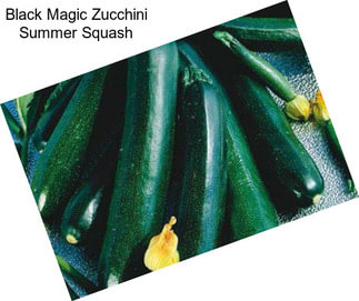 Black Magic Zucchini Summer Squash