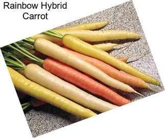 Rainbow Hybrid Carrot