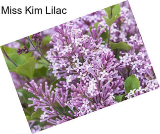 Miss Kim Lilac