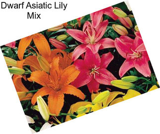 Dwarf Asiatic Lily Mix