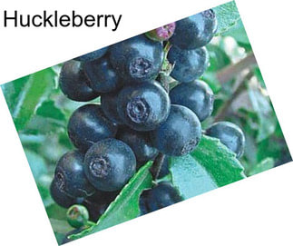 Huckleberry