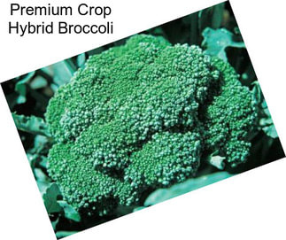 Premium Crop Hybrid Broccoli