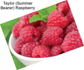 Taylor (Summer Bearer) Raspberry