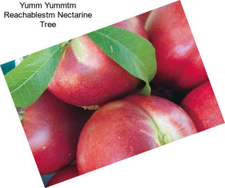 Yumm Yummtm Reachablestm Nectarine Tree