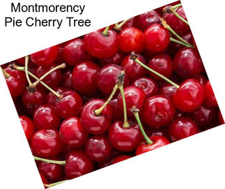 Montmorency Pie Cherry Tree