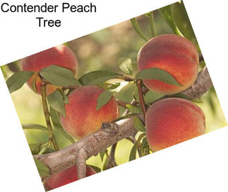 Contender Peach Tree