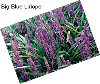 Big Blue Liriope