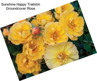 Sunshine Happy Trailstm Groundcover Rose