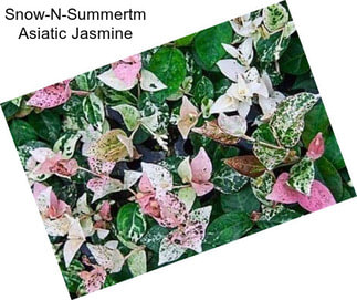 Snow-N-Summertm Asiatic Jasmine