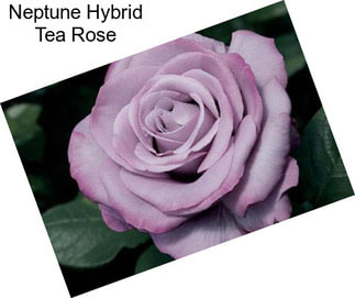 Neptune Hybrid Tea Rose