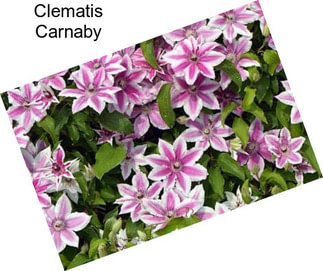 Clematis Carnaby