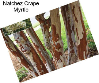 Natchez Crape Myrtle