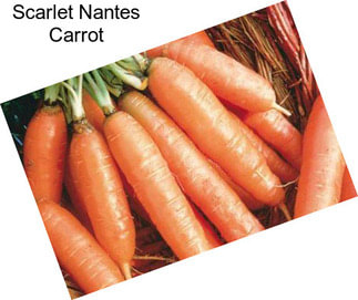 Scarlet Nantes Carrot