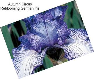 Autumn Circus Reblooming German Iris