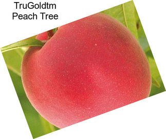 TruGoldtm Peach Tree