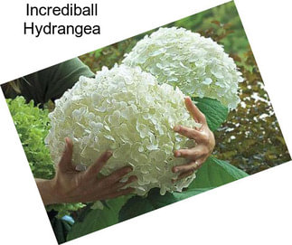 Incrediball Hydrangea