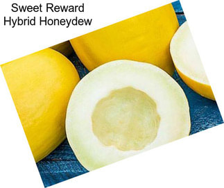 Sweet Reward Hybrid Honeydew