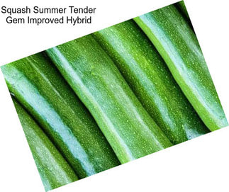 Squash Summer Tender Gem Improved Hybrid