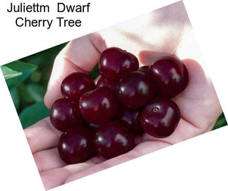 Juliettm  Dwarf Cherry Tree