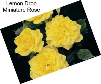 Lemon Drop Miniature Rose