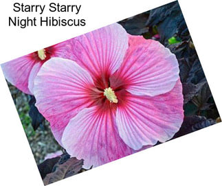 Starry Starry Night Hibiscus