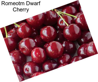 Romeotm Dwarf Cherry