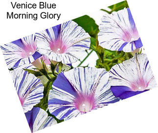 Venice Blue Morning Glory