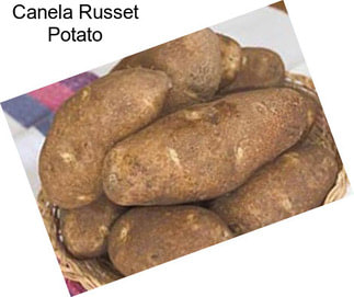 Canela Russet Potato